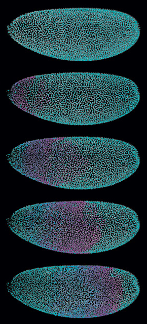 WAVES OF DIVISION: SiMView light-sheet microscopy tracks the nucleus of each cell (teal) of a Drosophila embryo as they divide in a wave across one mitotic cycle in the blastoderm (purple overlay).