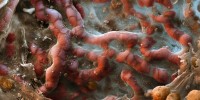 Color enhanced scanning electron micrograph (SEM) of a network of capillaries in an alveolus (air sac) of the lung. The lungs are the site of gaseous exchange, where oxygen is taken up by the blood from inhaled air and carbon dioxide released for exhalation.Eye of Science / Photo Researchers, Inc.
