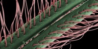 FINALIST: Ted Kinsman, a videographer/photographer turned high school physics teacher took this image of an antennae of a luna moth using his own scanning electron microscope, which he keeps in a friend's living room.Ted Kinsman/Photo Researchers