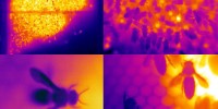 FINALIST: Over the course of 2 years, biologist Barrett Klein pointed forward-looking infrared (FLIR) cameras at observation hives at the University of Würzburg to reveal behaviors not otherwise seen by the naked eye.Barrett Klein