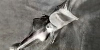 image: 2012 Labbies Honorable Mentions