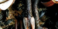 image: The Science of Stowaways