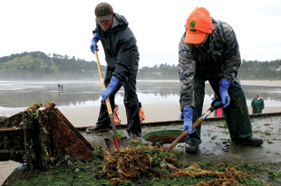 DOCK WORKERS: Oregon Department of Fish and Wildlife staff and volunteers remove marine organisms from the wayward dock, which landed at Agate Beach.