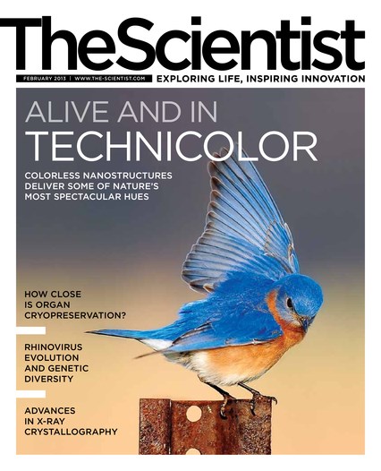 The Scientist February 2013 Cover