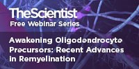 Awakening Oligodendrocyte Precursors: Recent Advances in Remyelination image: Awakening Oligodendrocyte Precursors: Recent Advances in Remyelination