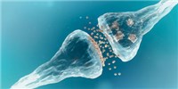 Neuron Signaling Persists, Faintly, Even When Key Presynaptic Proteins Are Absent image: Neuron Signaling Persists, Faintly, Even When Key Presynaptic Proteins Are Absent