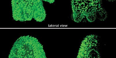 live imaging using light sheet microscopy the scientist magazine light sheet microscopy price