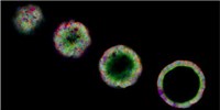Partial Reprogramming Offers a Way to Generate High Volumes of Progenitor-Like Cells image: Partial Reprogramming Offers a Way to Generate High Volumes of Progenitor-Like Cells