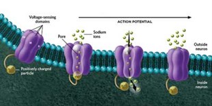 image: Infographic: A Painful Pathway