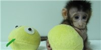Monkeys Cloned by Dolly-the-Sheep Technology