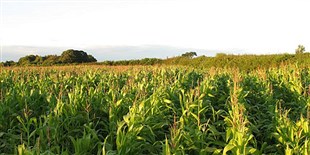 Long-Term Study Reveals Flip in Plant Responses to Carbon Dioxide