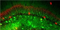 image: Image of the Day: Memory Jogger