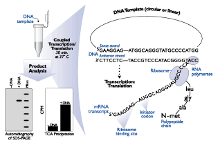 transcription and translation