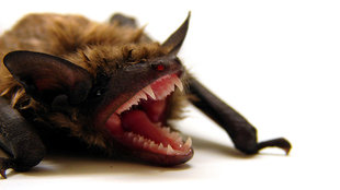 as bats hibernate so does rabies the scientist magazine 174 as bats hibernate so does rabies the scientist magazine 174